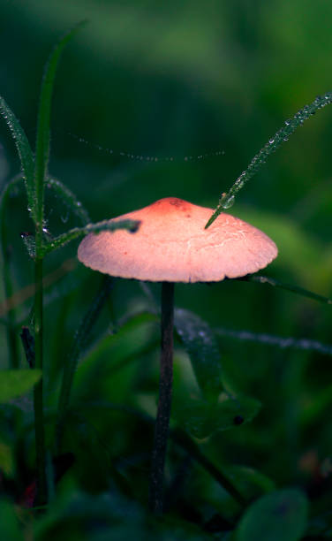 草に隠された苔のパッチで単一のキノコ - edible mushroom food fungus isolated ストックフォトと画像