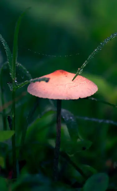 Single mushroom in a patch of moss hidden by grass