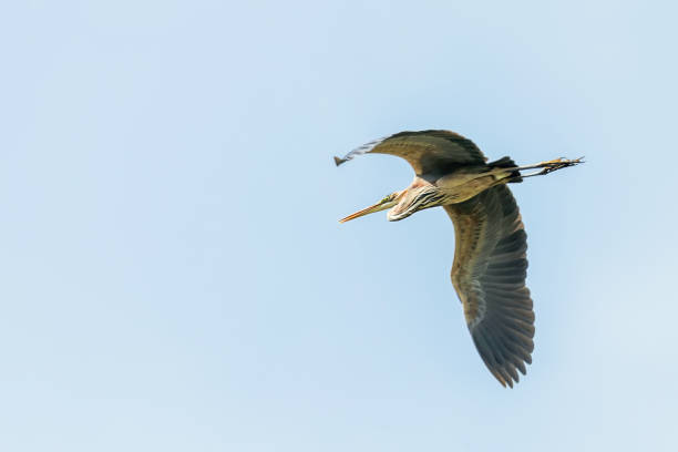 istock Purple Heron in Flight Blue Sky (Ardea cinerea) 1295470296