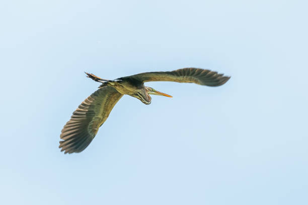 Purple Heron in Flight Blue Sky (Ardea cinerea)