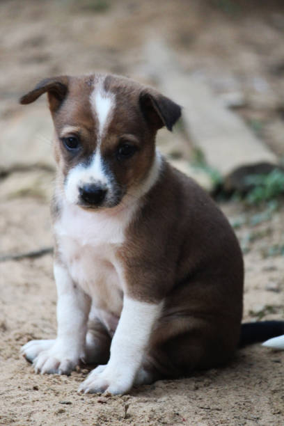 istock Cute little Indian puppies sitting on ground 1295470455