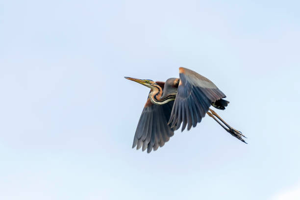 istock Purple Heron in flight Blue Sky (Ardea cinerea) 1295470492