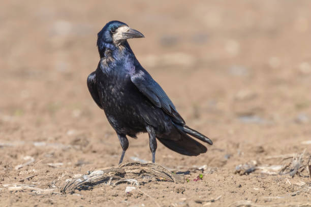 istock Rook on the field (Corvus frugilegus) 1295471239