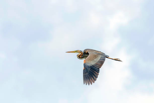 istock Purple Heron in Flight Blue Sky (Ardea cinerea) 1295471317