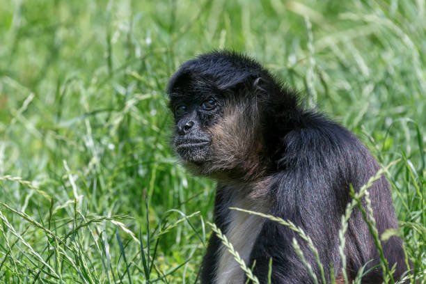 istock Portrait of Geoffroy Spider Monkey (Ateles geoffroyi) Black handed spider monkey 1295471533
