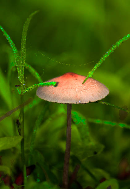 pojedynczy grzyb w skrawku mchu ukrytym przez trawę - orange mushroom asia brown zdjęcia i obrazy z banku zdjęć