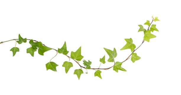 istock ivy leaves isolated on white 1295471652