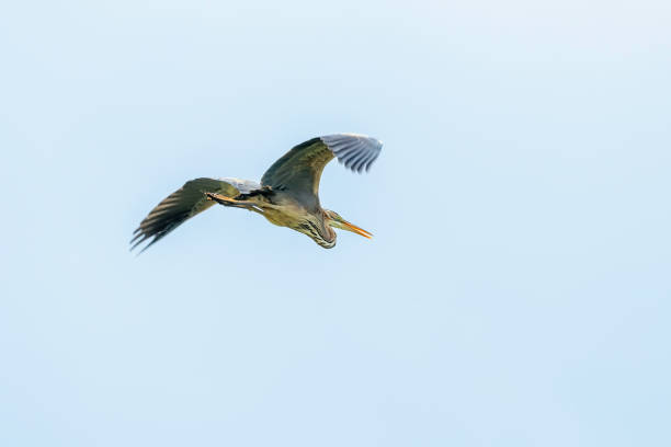 istock Purple Heron in Flight Blue Sky (Ardea cinerea) 1295472396