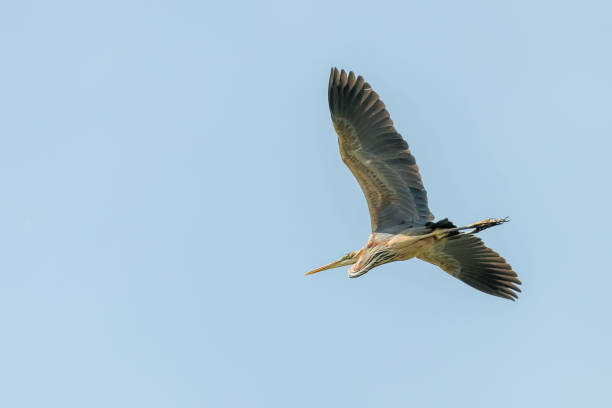 istock Purple Heron in Flight Blue Sky (Ardea cinerea) 1295472731