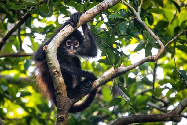Cute adorable spider monkey close up natural habitat in jungle stock photo