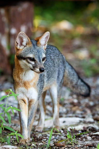 istock Cute looking gray fox isolated full size portrait 1295475231