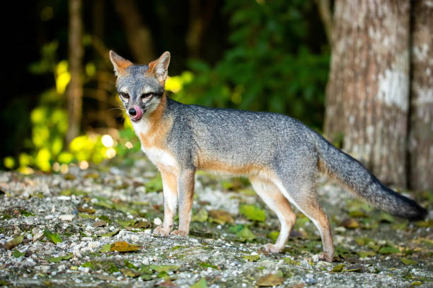 istock Cute looking gray fox isolated full size portrait 1295475233