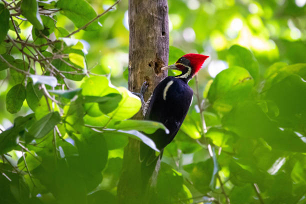 feche acima empilhado retrato pica-pau fazendo árvore oca - pileated woodpecker animal beak bird - fotografias e filmes do acervo