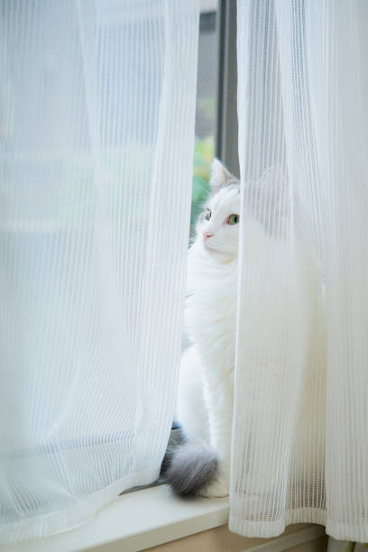 istock White cat sitting behind curtain 1295476854