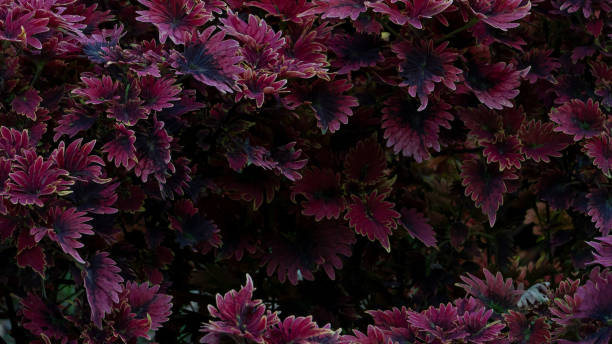 istock Beautiful red falling leaves that can be made as a background 1295477713