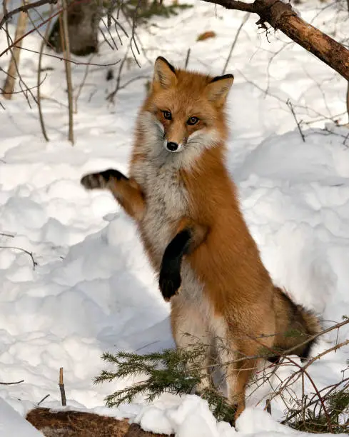 Red fox looking at camera and standing on back legs in the winter season in its environment and habitat with snow and branches background displaying bushy fox tail, fur. Fox Image. Picture. Portrait. Fox Stock Photos.