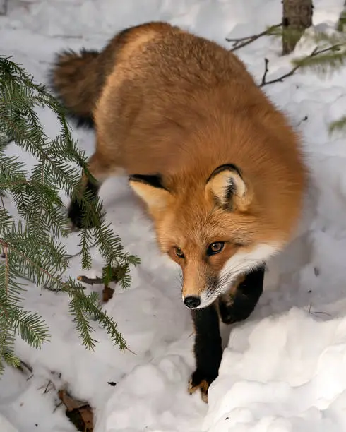 Red fox foraging in the winter season in its environment and habitat with snow and branches background displaying bushy fox tail, fur. Fox Image. Picture. Portrait. Fox Stock Photos.