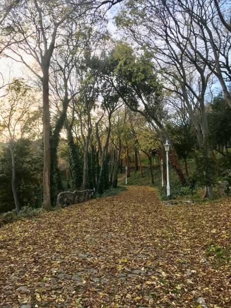 istock General view from the forest and leaves falling on the ground in winter 1295478165