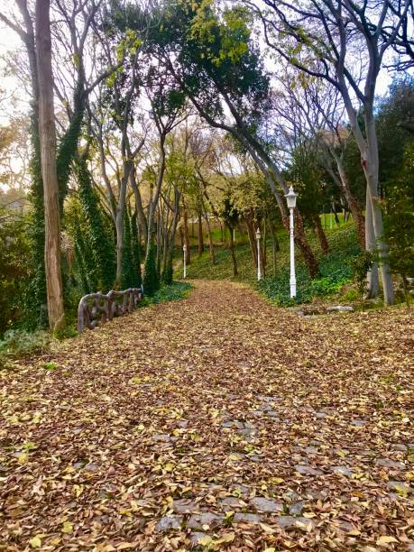 istock General view from the forest and leaves falling on the ground in winter 1295478220