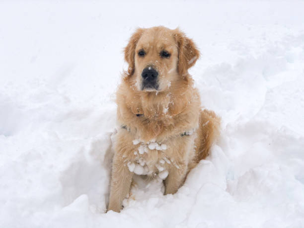 istock Golden in the snow 1295478256