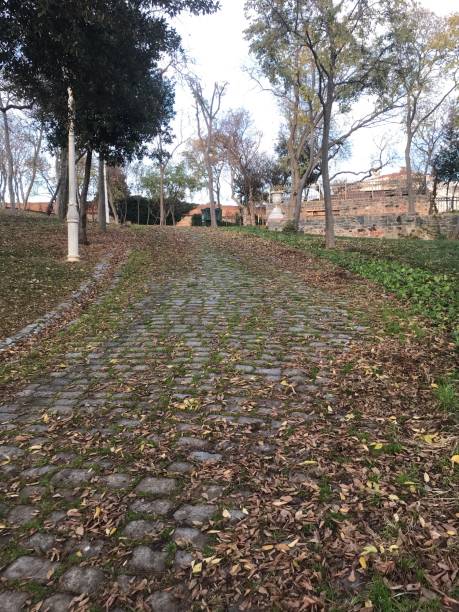 istock General view from the forest and leaves falling on the ground in winter 1295479141