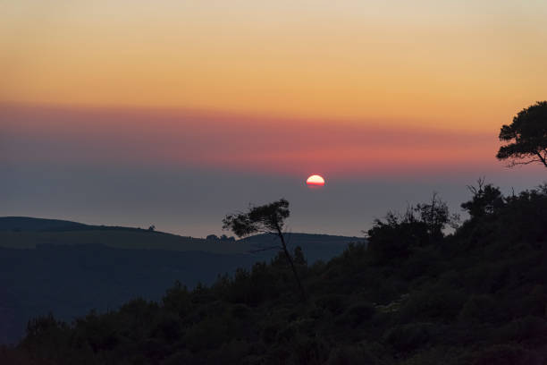 Trees in silhouette. Black trees looking like shadows on the evening sunset. Outback, Mood in the evening. A view of Mount Carmel, Little Switzerland, overlooking the city of Haifa from above. Israel. High quality photo High quality photo