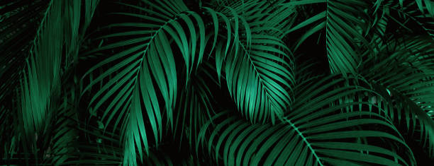 istock abstract green leaf texture, nature background, tropical leaf 1295479518