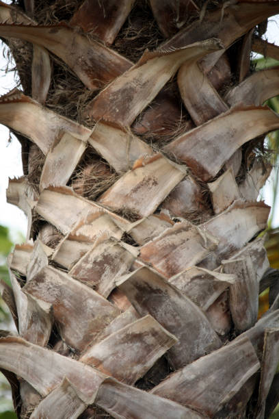 kohlpalme (sabal palmetto) mit stiefelbuchsen auf dem kofferraum (close-up)) - palmetto stock-fotos und bilder