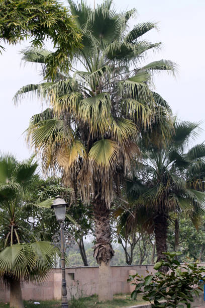 kohlpalme (sabal palmetto) mit stiefelbuchsen auf dem kofferraum - palmetto stock-fotos und bilder