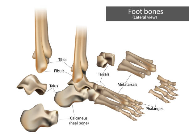 Anatomical structure of the human Foot bones. Anatomical structure of the human Foot bones. Lateral view fibula stock illustrations