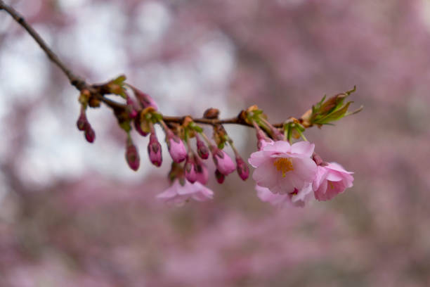 istock Flowering cherry trees in the Prague city 1295482300