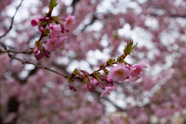 istock Flowering cherry trees in the Prague city 1295482377