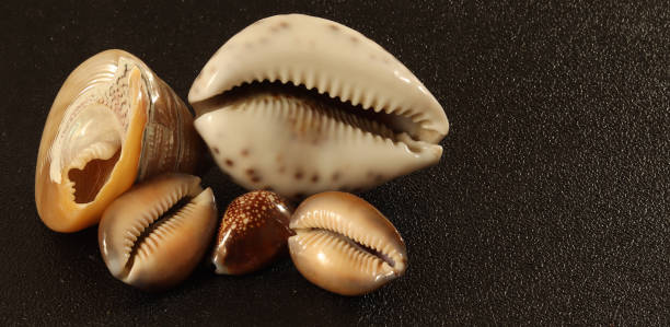 istock image of seashells on a black background 1295482986