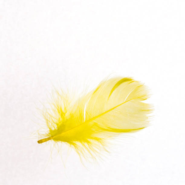 istock Yellow feather on white background, isolated, close-up, copy space for text 1295482996
