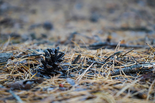 Pine cone in spruce dry needles. Dry cone falling in spruce needles in the coniferous forest. Close-up.