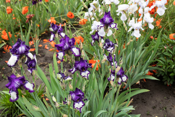 two bushes of blooming irises. - oriental poppy poppy close up purple imagens e fotografias de stock