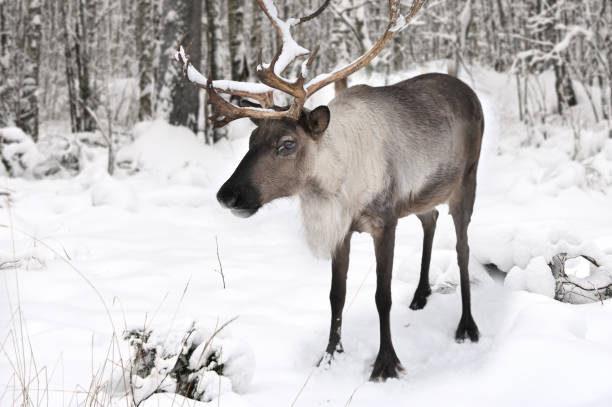 istock Reindeer in a snow covered forest 1295484637