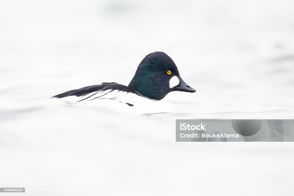 Seorang pria dewasa goldeneye (Bucephala clangula) berenang di danau difoto kunci tinggi. - Bebas Royalti Common Goldeneye Foto Stok Seorang pria dewasa goldeneye (Bucephala clangula) berenang di danau difoto kunci tinggi. - Bebas Royalti Common Goldeneye Foto Stok