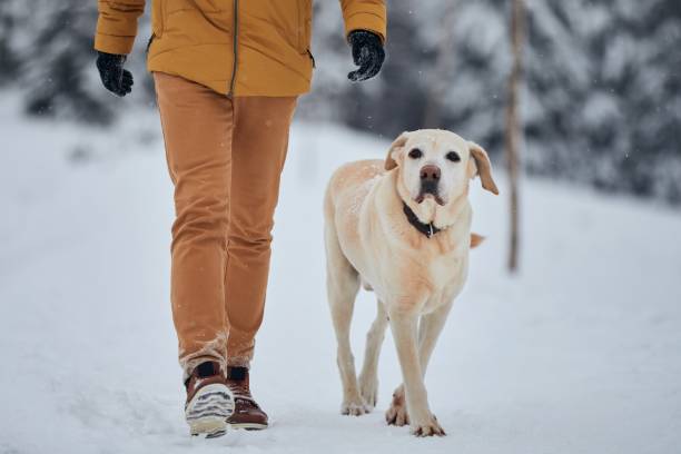 istock Obedient dog walking with his owner in snow 1295486479