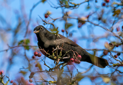Blackbird in a hawthorn bush in winter .