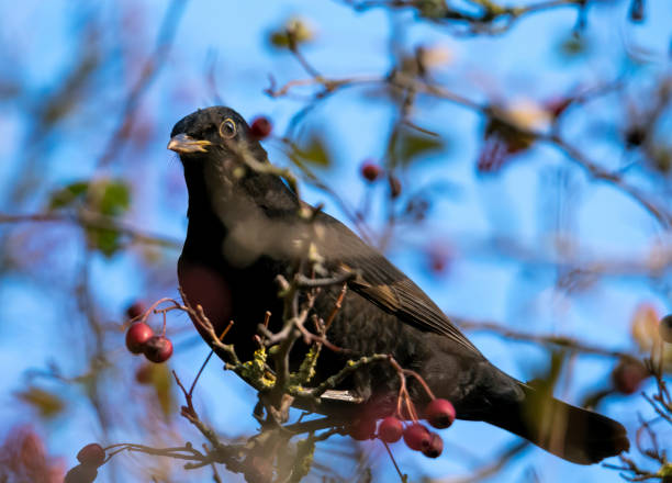 istock Blackbird in a hawthorn bush in winter 1295487165