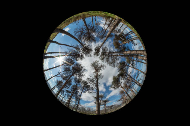 istock Looking Up Through Evergreen Trees, Bray, County Wicklow Through a Fish Eye Lens 1295487952