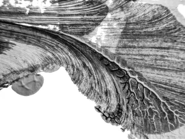 The black white acrylic painting texture background