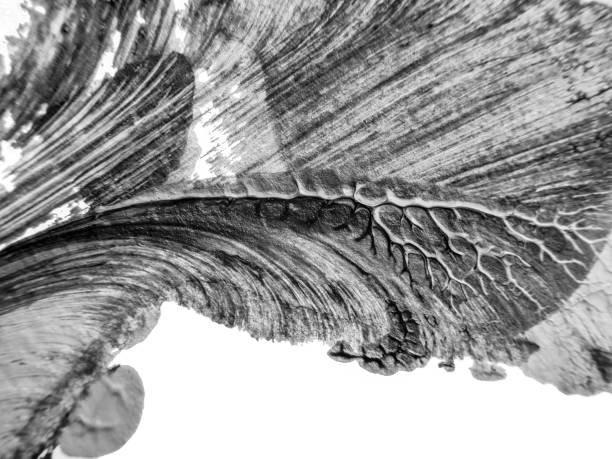 istock The black white acrylic painting texture background 1295488033