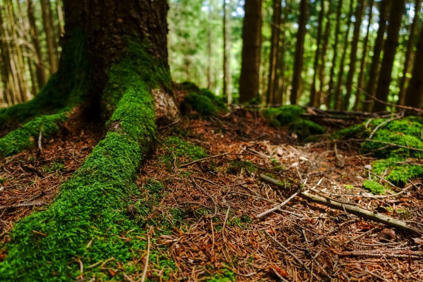 istock green fresh moss on the roots from a tree in the forest 1295488381