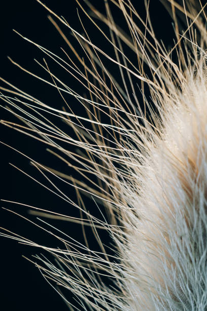 istock Dry ears close up on a black background 1295488455