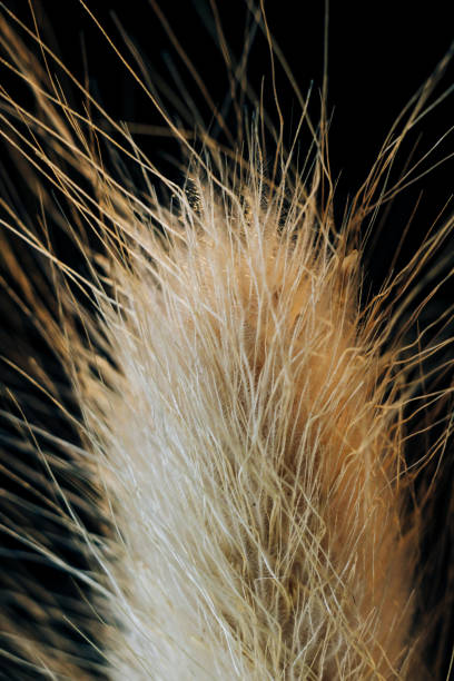 istock Dry ears close up on a black background 1295488585