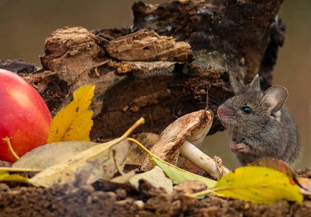 istock Wild pasture mouse sitting next to trunk 1295488649