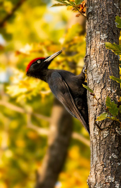 istock Black Woodpecker sitting on the tree trunk 1295488655
