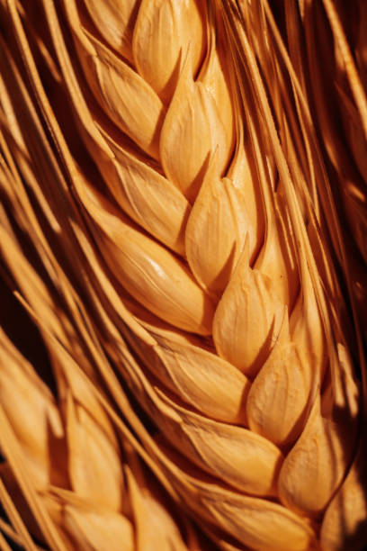istock Wheat ears on a black background. Macro shooting of cereals 1295489231